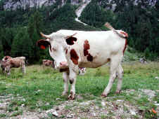 Epsn0017.jpg (424099 byte)