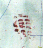 OrmaPirazzolone.jpg (7702 byte)