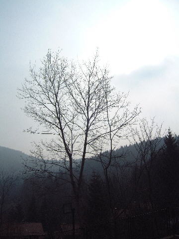 Il mattino a Cesuna