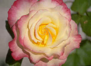 Rosa colorata